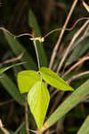 Hog Peanut